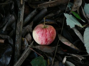 fall-apple1