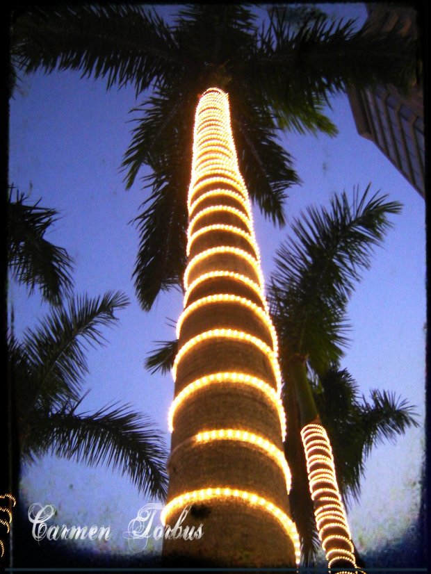 tree12-30-08-1 tree12-30-08-1