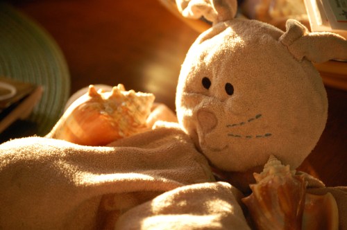 bunny-portrait-for-cc