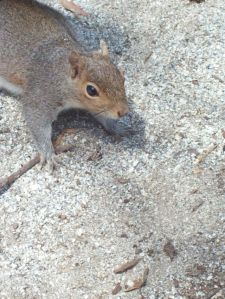 squirrelfriend332309