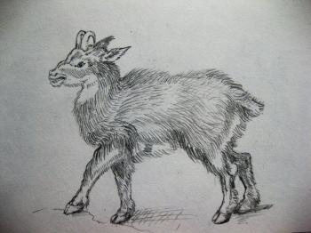 Durer goat by W.Tsao